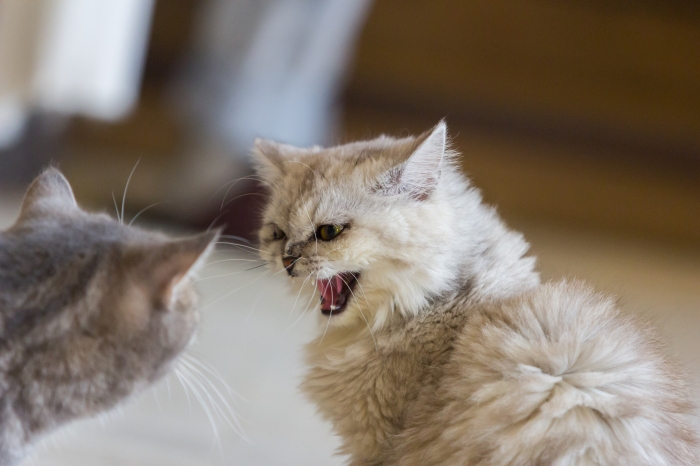 「猫のように戦う」アイルランド由来の「Kilkenny cats」の意味は