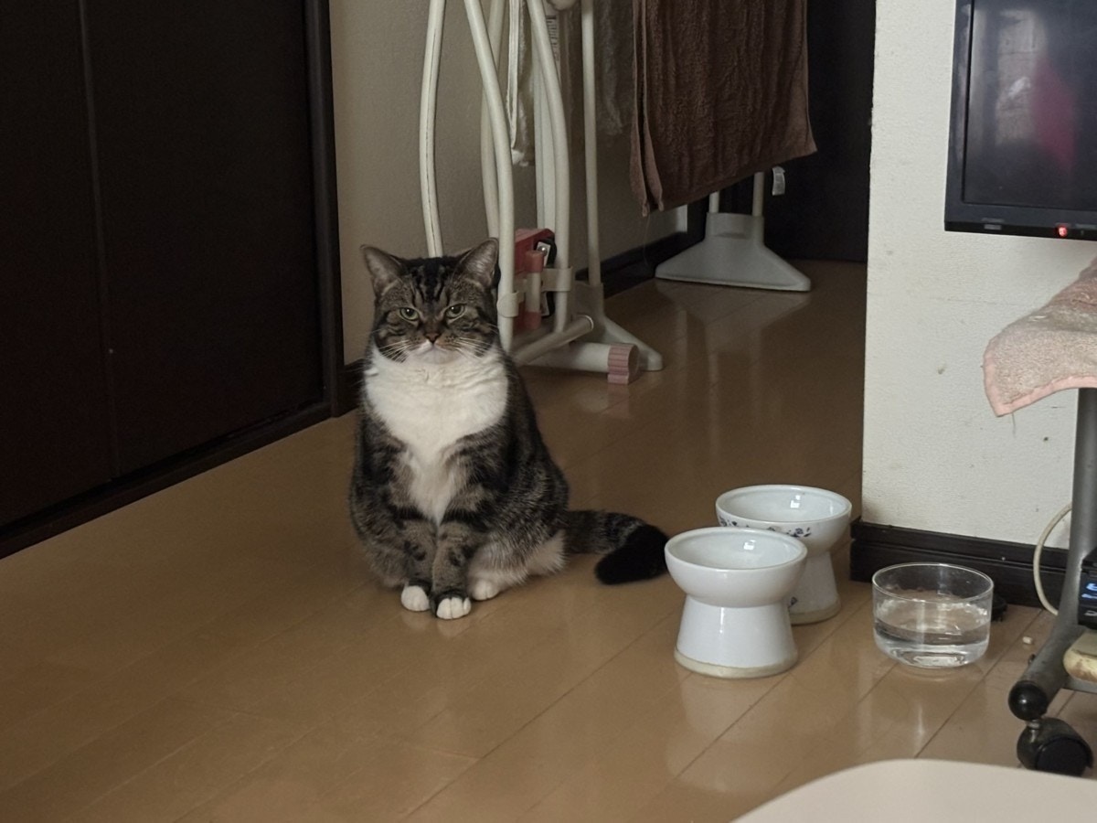 大寝坊バレた…愛猫の“無言の圧”に8.8万いいね「口がへの字で草」【ママリ】