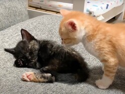 �����˵����뤫�ʡĤȻפ����䡪