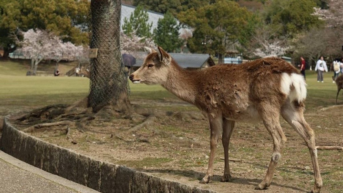 奈良公園の公式インスタグラムより