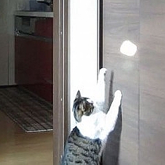壁に反射する光に 超反応 じゃれて遊ぶ猫ちゃんが可愛い動画 ライブドアニュース 壁に反射する光に 超反応 じゃれて遊ぶ猫ちゃんが可愛い動画 ライブドアニュース