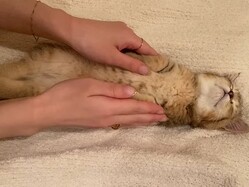 �����äȥ٥åɤ��֤��ȡ�