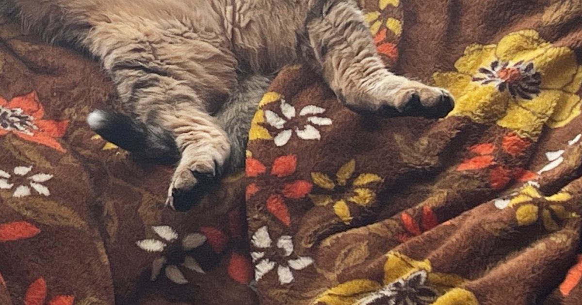 気持ちよさそうに日向ぼっこする元野良猫→可愛すぎる『体勢』に笑顔になる人が続出「中に人が入ってる」「野生を忘れたｗ」と３万いいね