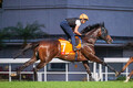 ǥ󥷥åƥ (C)The Hong Kong Jockey Club