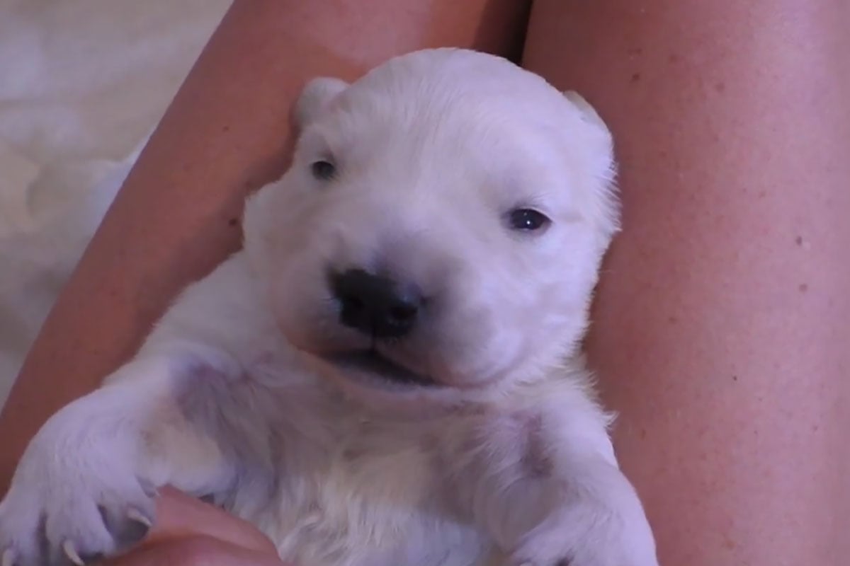 �ȤäƤⰦ�餷���򤤥�����ǥ��ȥ�С��λҸ�