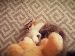 ɬ����ͻҤ����襤�����롪