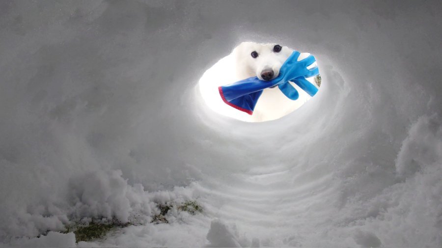 くーさんママ（＠kukuri_shibainu）さんの投稿より