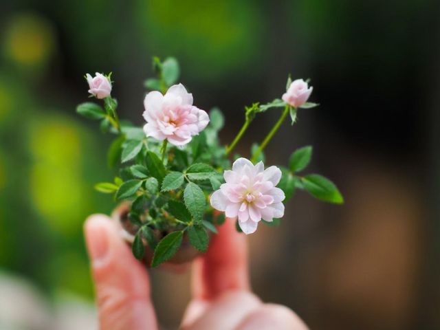手のひらサイズの豆盆栽鉢がもたらす新しい癒やしとは