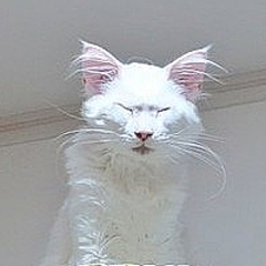 ドラゴンボールに登場するカリン様そっくりの猫が話題 激似ですね ライブドアニュース