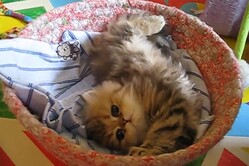 �֤�����ܤǸ��Ĥ��줿��ġפĤ֤��Ʒ��ŷ�Ȥ��󡣤��������Ȥ����롪��