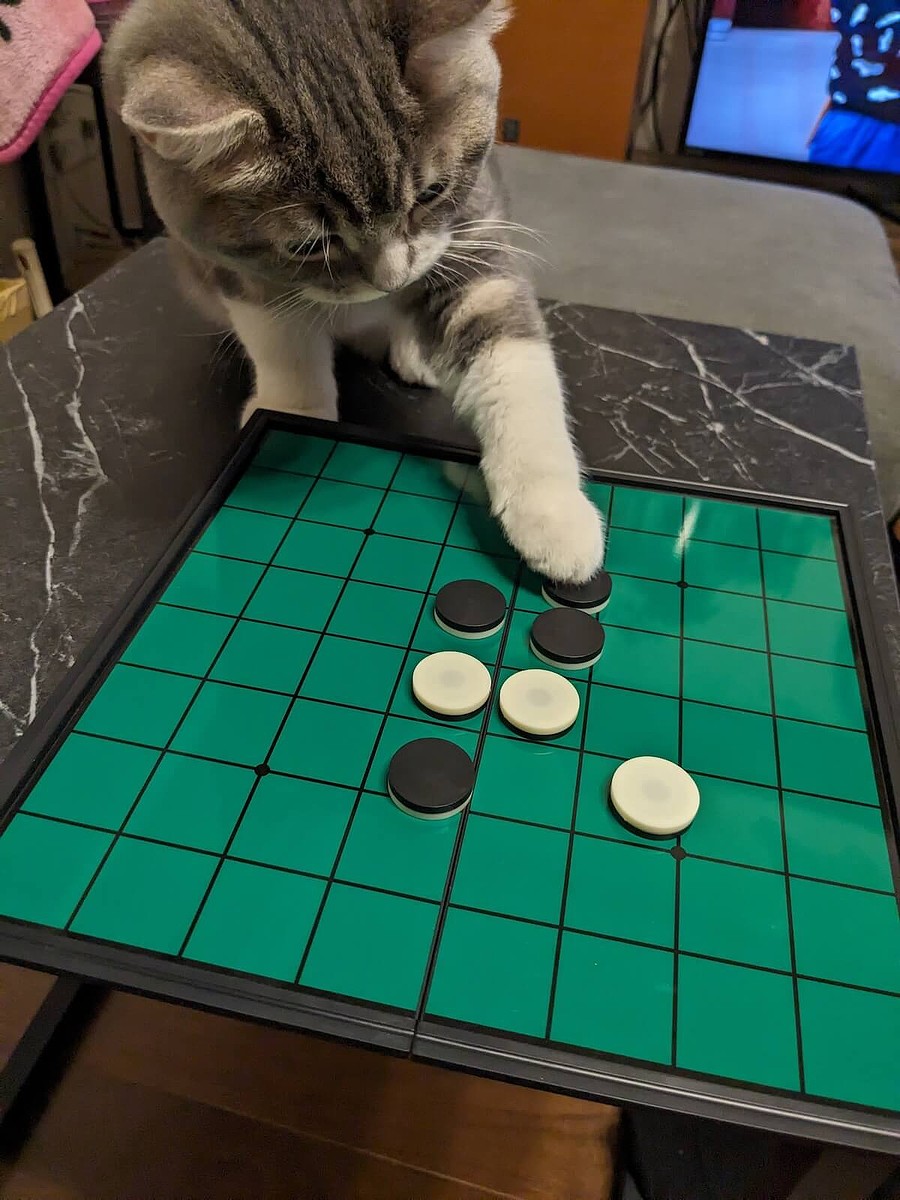 そこには置けません」オセロの石で遊び始めた猫ちゃん、いきなり隅を