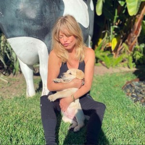 ���塼�Ȥʡȥ�������ɤ˥������Υ�����ǥ����ۡ���ʲ����ϡ�Goldie Hawn��2021ǯ1��8����Instagram��Look what Santa rescued for me�ס٤Υ����꡼�󥷥�åȡ�