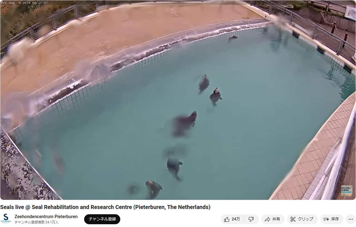 “アザラシ幼稚園” として人気のYouTubeチャンネル(Zeehondencentrum Pieterburenより)