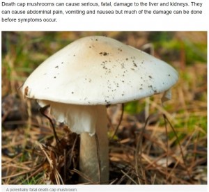 親族の3人が死亡、1人が重体となった昼食会で振る舞われた手料理に、タマゴテングタケが混入していた可能性。このキノコはドクツルタケやシロタマゴテングタケとあわせて「猛毒キノコ御三家」と呼ばれている(画像は『news.com.au 2023年8月9日付「Ex-husband of mushroom chef Erin Patterson ‘almost died’ from sudden gut illness, was invited to doomed lunch」』のスクリーンショット)