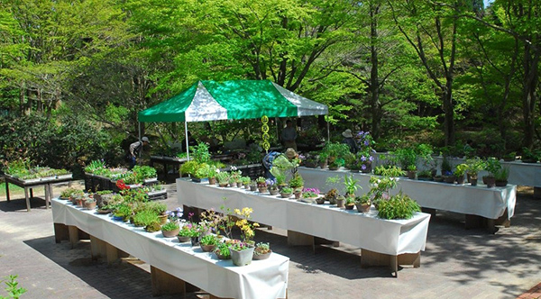 六甲高山植物園 初夏の高山植物展