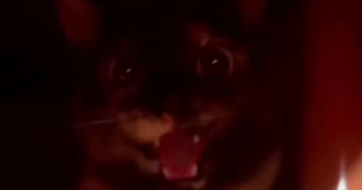 カーテンを開けられた猫、思わず「シャー!」と威嚇 TikTokで大バズり