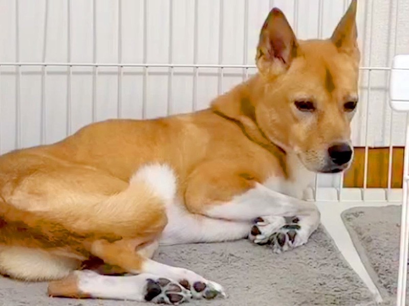 雷が怖くてブルブル震えていたら、そばにきた同居犬の愛に涙