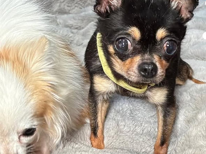 「なんて素敵な出会い」首に痛みを抱えていた繁殖犬が話題に