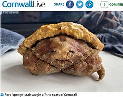甲羅の上に海綿を張り付けた不思議なカニ（画像は『Cornwall Live　2021年8月20日付「Crab that looks just like a pasty found off coast of Cornwall」』のスクリーンショット）