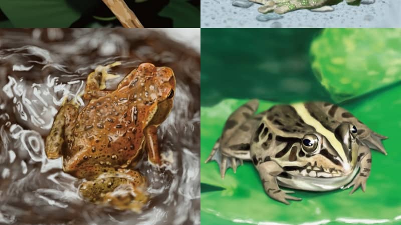 「ワンワン、キャンキャン」と鳴くものも…国内だけで54種類いるカエルへの愛を『図鑑』著者が語った