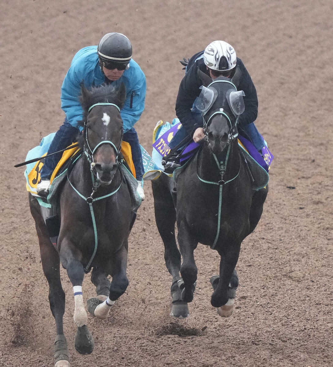 【NHKマイルC・1週前追い】順調アスコリピチェーノ ラスト11秒1鋭く伸びた「精神面も安定」 ライブドアニュース