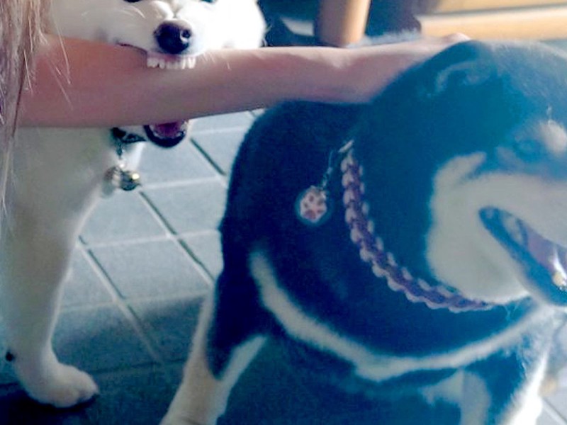 遊びに来てくれた友人を歓迎する2匹の柴犬 まさかの可愛すぎる行動に反響