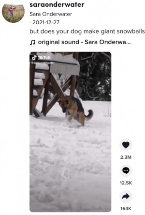 ���ž�����礭����̤��븤�ʲ����ϡ�Sara Onderwater��2021ǯ12��27����TikTok��but does your dog make giant snowballs?�ס٤Υ����꡼�󥷥�åȡ�