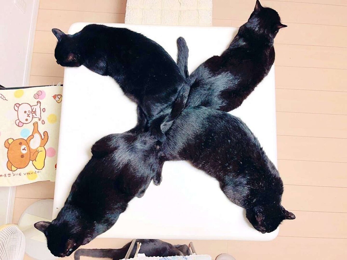 X社のロゴにしよう」4匹の黒猫がXの形に 可愛いとSNSで話題 (2023年10