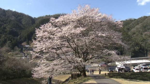 茶畑が広がる丘の一本桜 散り際は淡いグレーに ライブドアニュース