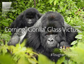 CGG_NewGlassTypes_GorillaGlassVictus