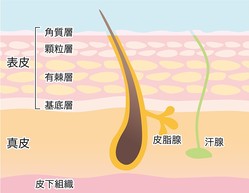 ブラジリアンワックスの激痛に耐えた紺野ぶるま お肌ふわふわ ライブドアニュース