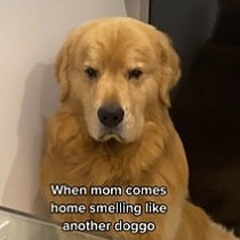 他の犬の匂いつけ帰宅した飼い主を出迎えた犬 絵文字のような悲しい顔に ライブドアニュース 他の犬の匂いつけ帰宅した飼い主を出迎えた犬 絵文字のような悲しい顔に ライブドアニュース