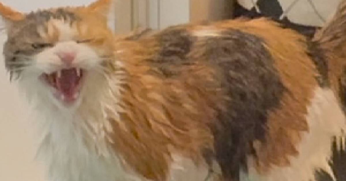 ϤǤΩʢˤʤäǭ ǭϷ㤪ä