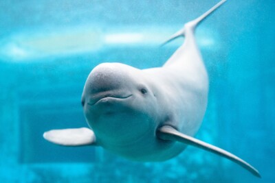 長江流域での漁業禁止以降に魚類が43種増加、ヨウスコウカワイルカは177頭増の1426頭に―中国