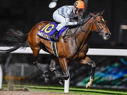 ����ץ쥹�դ���������ー����ꥶ���(���ơ��ⶶ����)