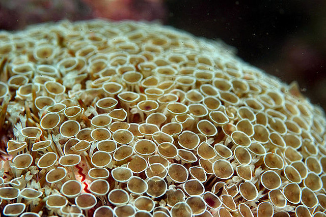 楽しい思い出だけを持って帰ろう 気をつけたい海の生き物 ライブドアニュース