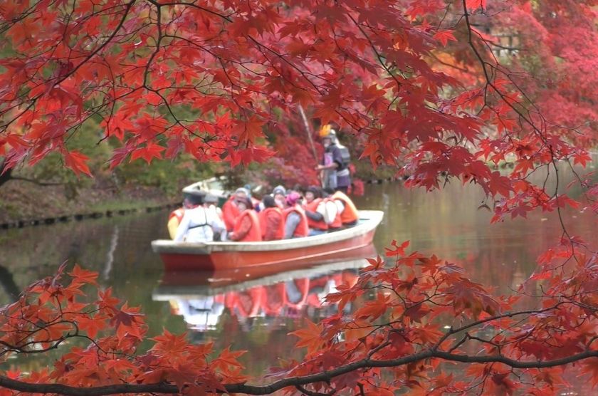 弘前公園で「弘前城菊と紅葉まつり」が開催へ 古城の秋を引き立てる