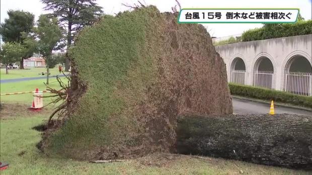 台風15号 強風による倒木相次ぐ 栃木県内の被害まとめ (2026年8月13日掲載) - ライブドアニュース