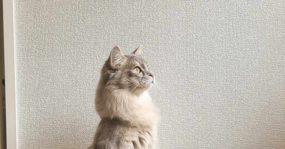 ޤäΩäƤΤϡ֥ߡåȡضڤɤǭ