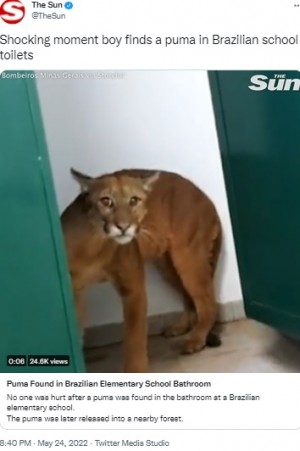 �ع��Υȥ��������Ǥ����ԥ塼�ޡʲ����ϡ�The Sun��2022ǯ5��24����Twitter��Shocking moment boy finds a puma in Brazilian school toilets�ס٤Υ����꡼�󥷥�åȡ�