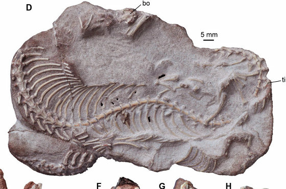 9500万年前の「足のあるヘビ」の化石が進化の定説を覆す - ライブドア