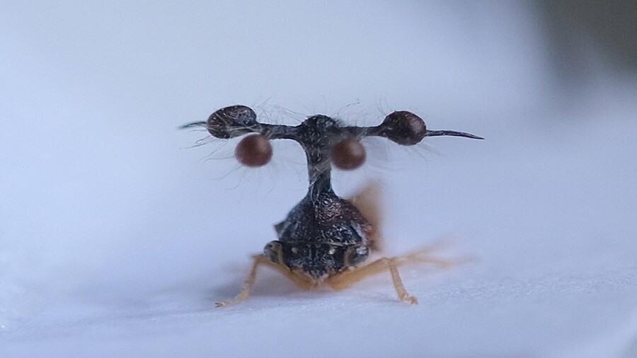 学名が「ボッキディウム・チンチンナブリフェルム」というセミ (2023年