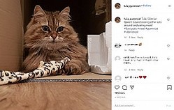�쥹�ȥ���1����ʾ���̤�³����ǭ�ʲ����ϡ�Tula Cat��2020ǯ8��19����Instagram��Tula, Siberian Queen!�ס٤Υ����꡼�󥷥�åȡ�