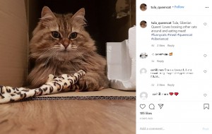 レストランに1か月以上も通い続けた猫(画像は『Tula Cat 2020年8月19日付Instagram「Tula, Siberian Queen!」』のスクリーンショット)