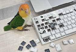 �ɥ��Υ�������å׳������ͤ˶�С����󥳤���餹�ȸ��¡ɤ������