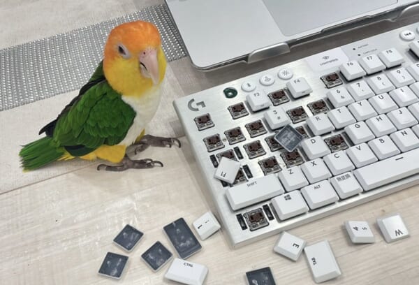 �ɥ��Υ�������å׳������ͤ˶�С����󥳤���餹�ȸ��¡ɤ������