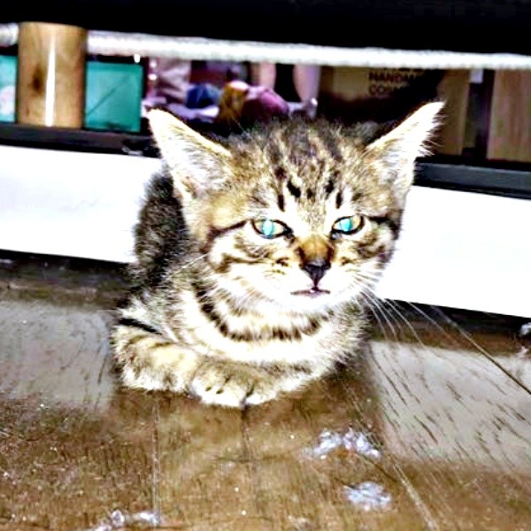 生後1カ月半、保護当初のしらすちゃん(画像提供:硝子さん)