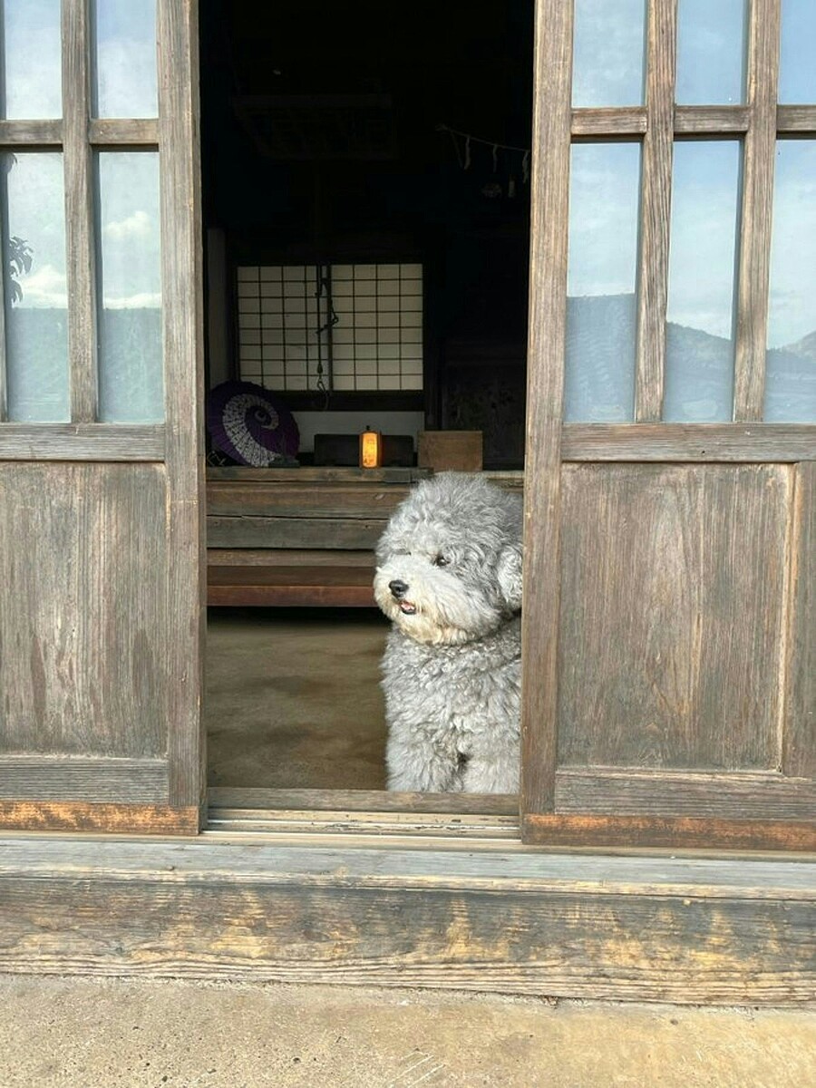 「反則級のかわいさ」玄関で待つモフモフ犬→お出迎えの姿に4.3万いいね「ぬいぐるみかと」【ママリ】