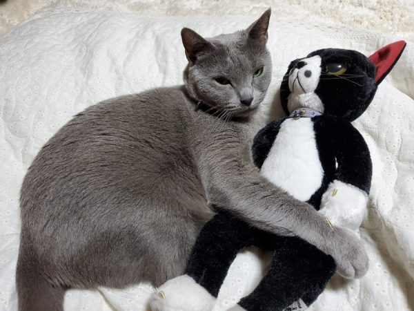 ぬいぐるみの お友達 を抱きしめて寝る猫さん 尊すぎる姿が話題に ライブドアニュース