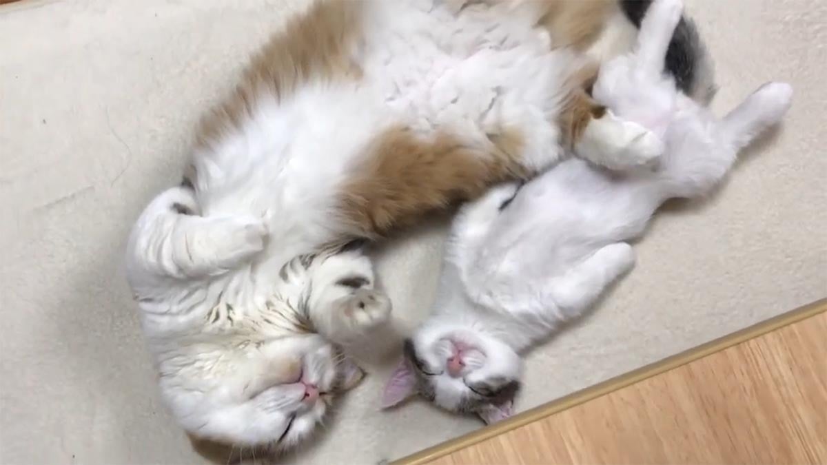 ���襤������ġĥ��󥯥�����̲��ƻ�ǭ��